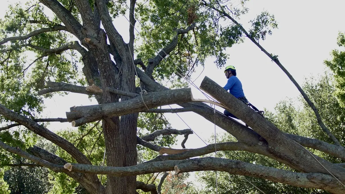 Professional Crown Thinning performed by certified arborists in York Beach